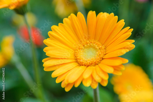 Beautiful yellow flower with blurred background in garden. Copy space