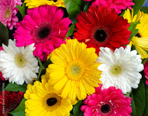 Gerberas are multi-colored. Beautiful bouquet for the holiday. I congratulate you. Greeting card for the holiday. Spring mood.