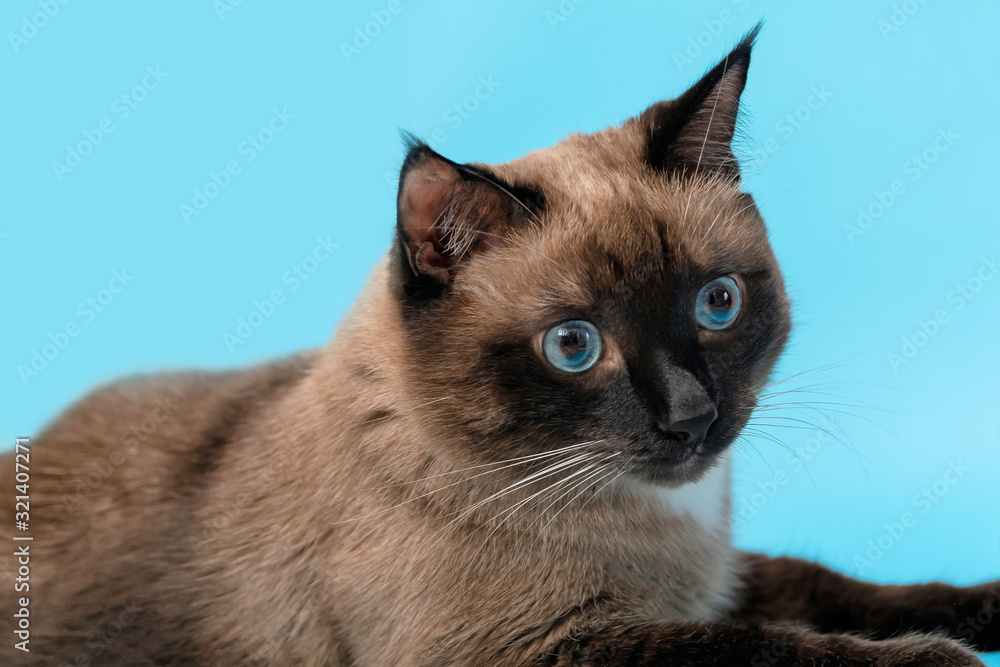 an ordinary Siamese cat lies on a blue background in close-up