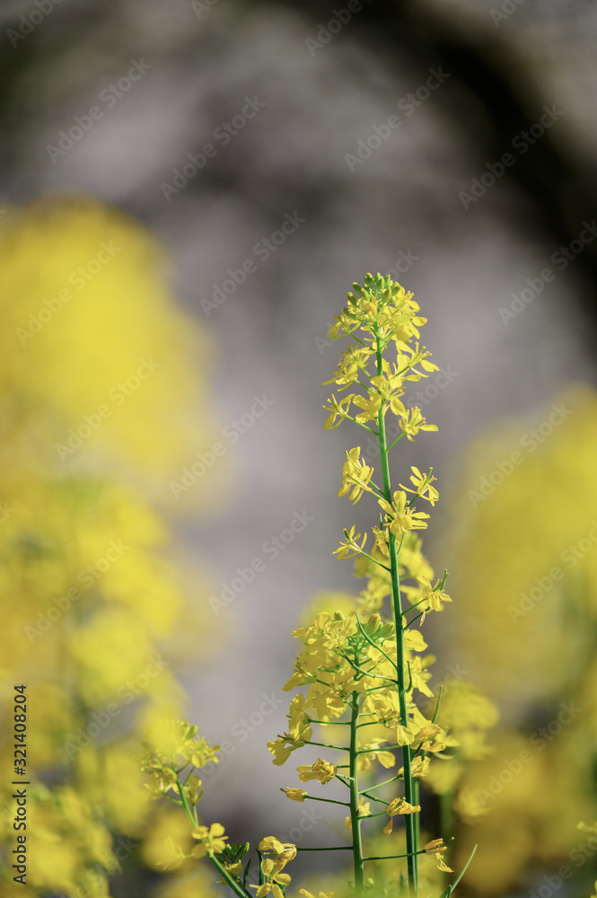 菜の花