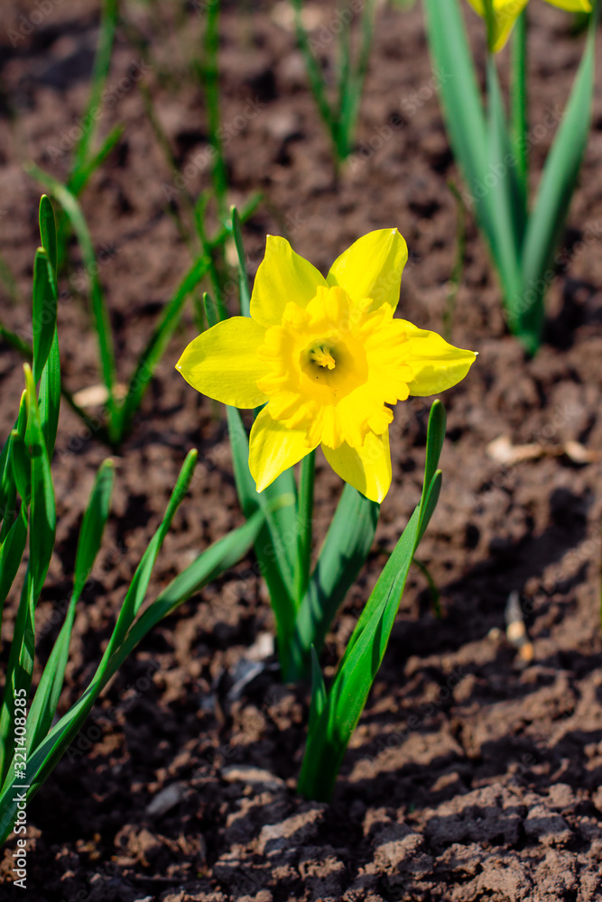 Yellow Narcissus in the garden on sunny day Yellow Narcissus in the garden on sunny day