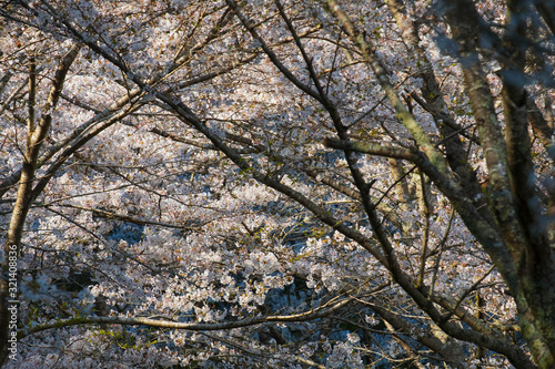 桜