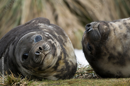 海豹 Seal Images – Browse 29 Stock Photos, Vectors, and Video