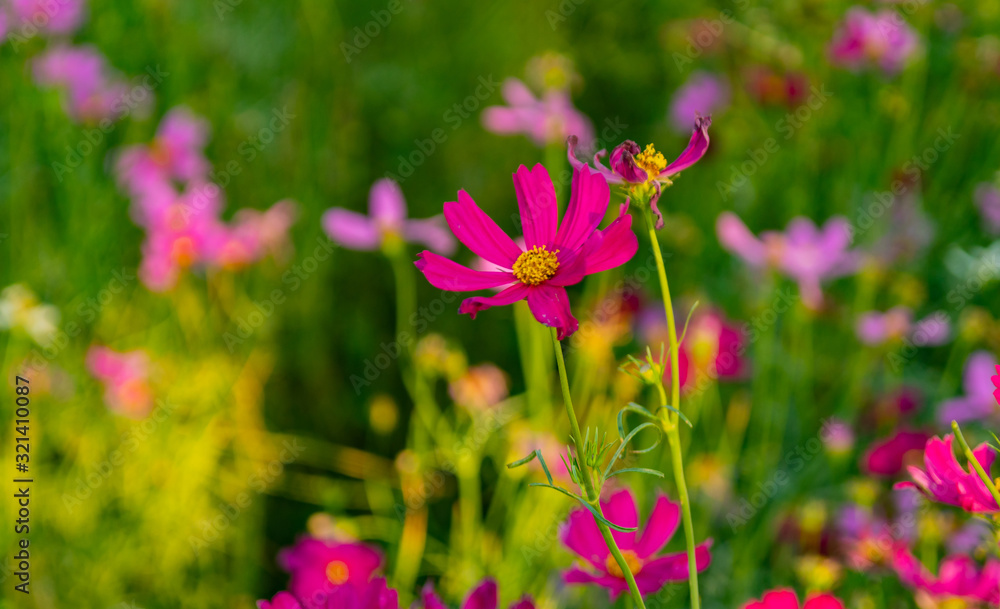 pink cosmos flowers pink cosmos flowers