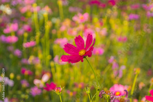 Fototapeta Naklejka Na Ścianę i Meble -   pink cosmos flowers