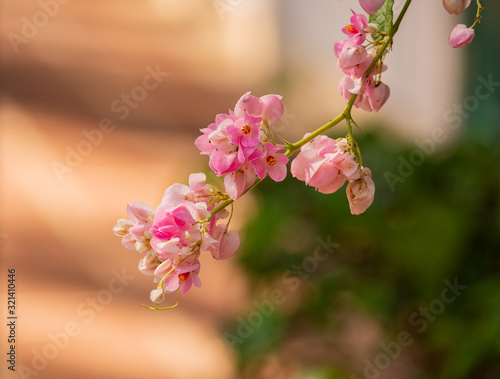 Pink flowers