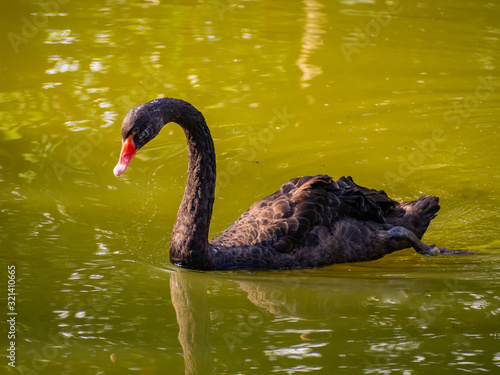 A black swan swims in the pool.