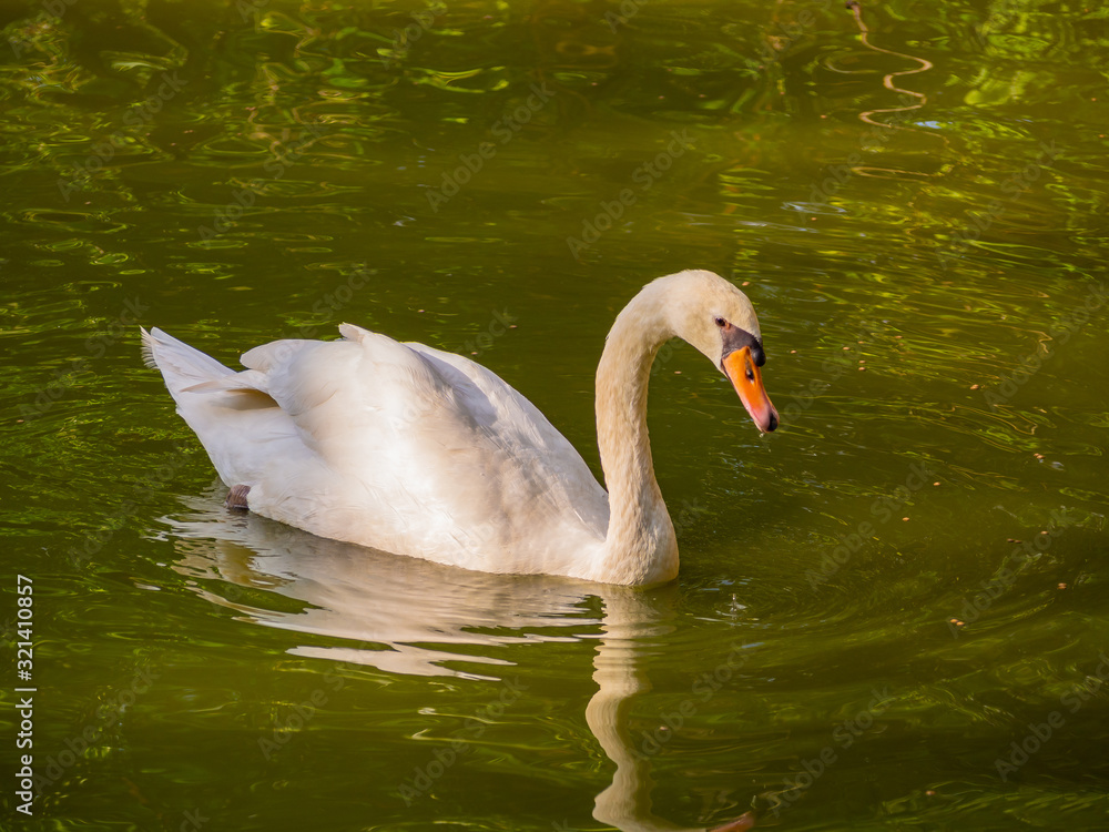 Obraz premium White swans