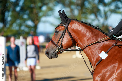 Horse at a jumping tournament, portraits from the head from the side..