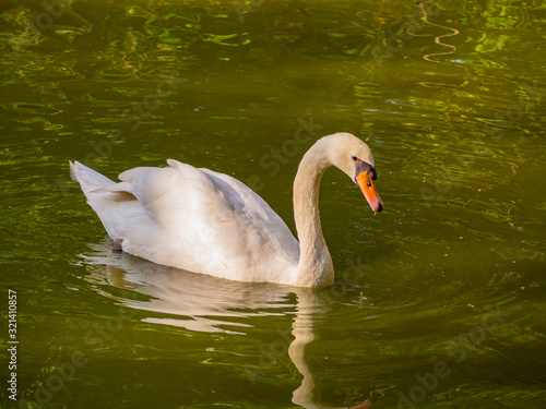 White swans