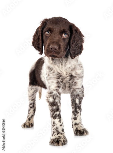 Fototapeta Naklejka Na Ścianę i Meble -  puppy Small Munsterlander