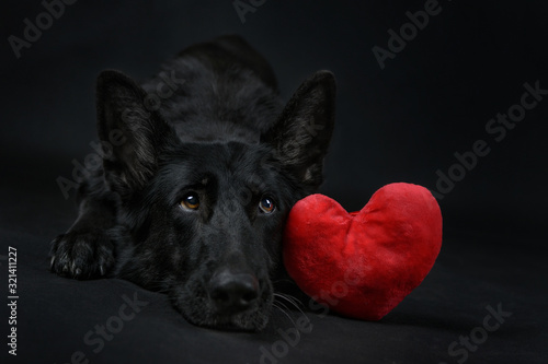 Czarny owczarek niemiecki z czerwonym pluszowym sercem na czarnym tle, Walentynki