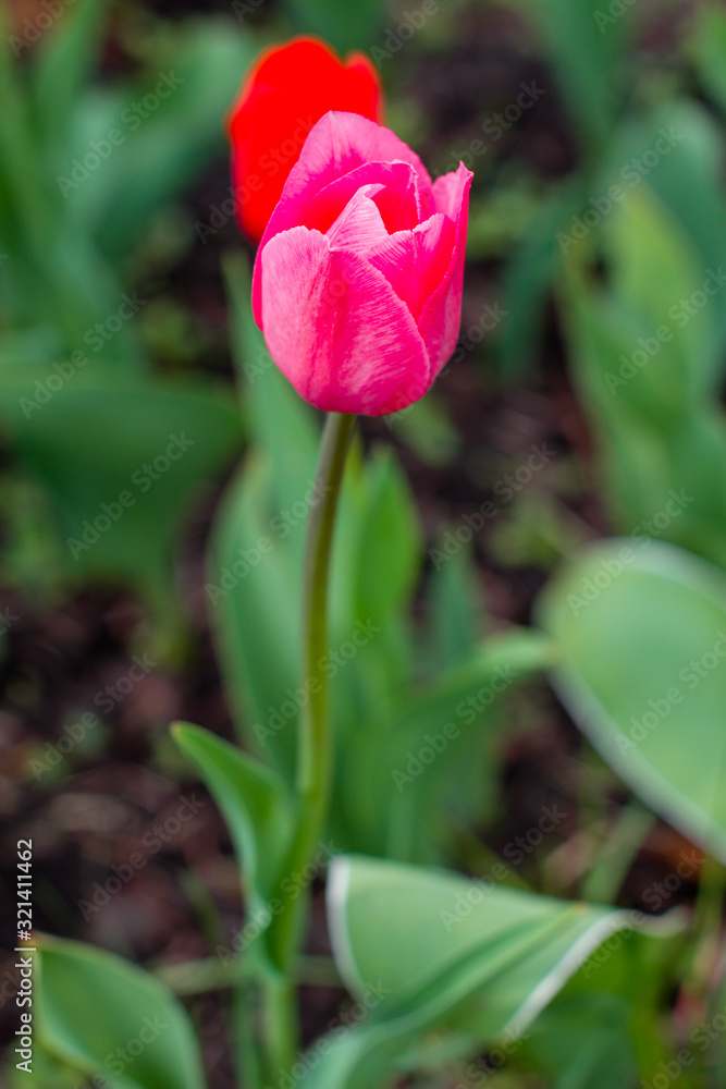 Close up red tulips. Spring fresh landscape. Close up red tulips. Spring fresh landscape.