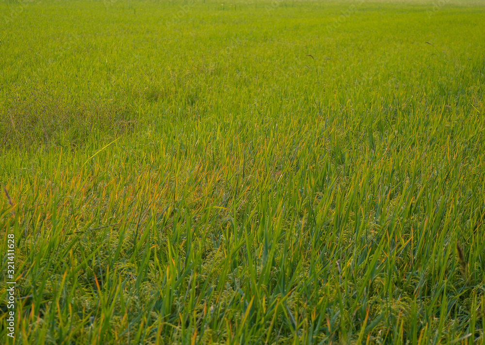 Rice fields Rice fields