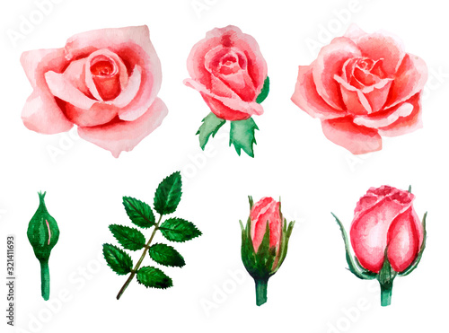 Vector Set of watercolor elements, buds and leaves of pink, coral roses, hand-drawn illustration isolated on white background, template for wedding invitations and cards