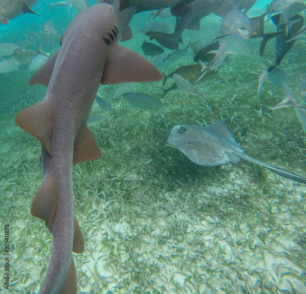 Naklejka premium requin-nourrice au bélize