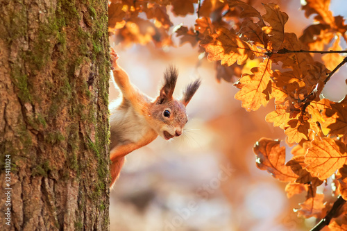 cute portrait with a beautiful fluffy red squirrel peeking out from behind the trunk of an oak with bright Golden foliage in a Sunny autumn Park