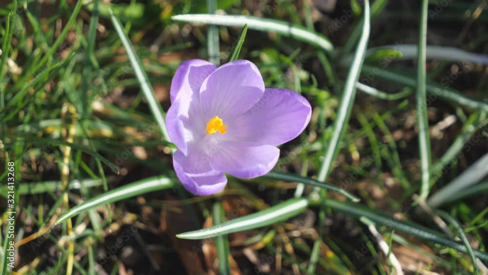A view of a violet crocus flower from above. A view of a violet crocus flower from above.