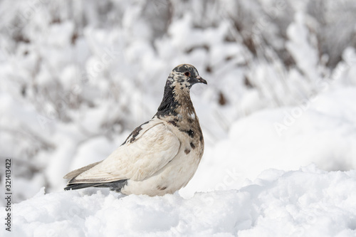  Beautiful pigeon in winter close up. City birds.