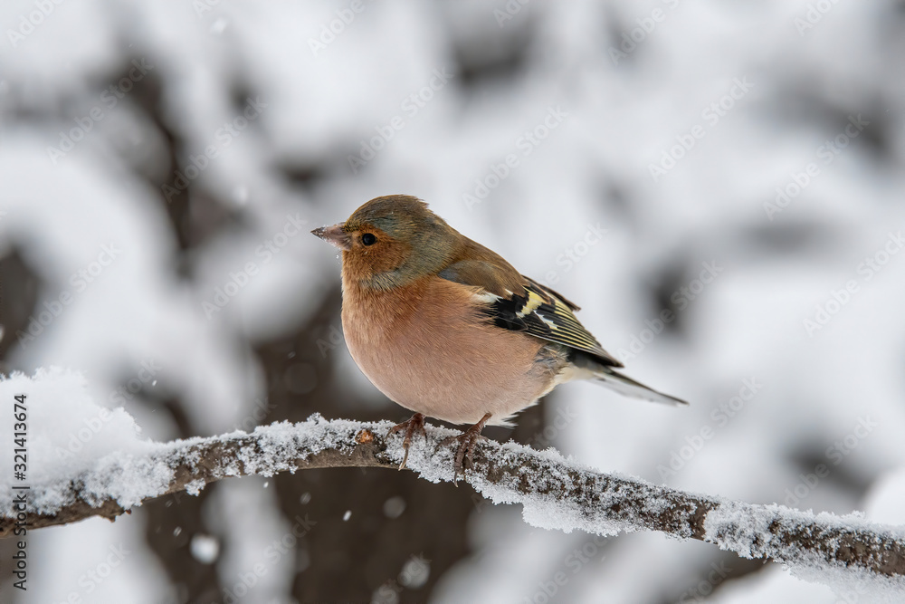 Common Chaffinch (Fringilla coelebs) sitting on a branch in nature. Common Chaffinch (Fringilla coelebs) sitting on a branch in nature.