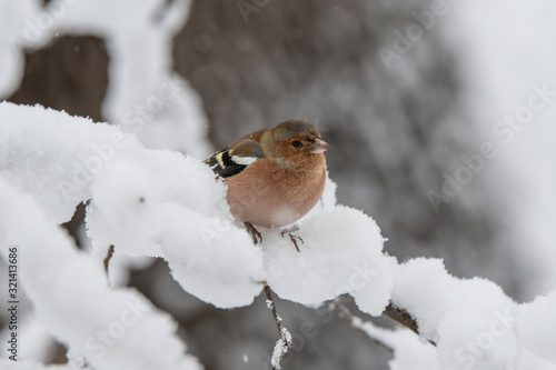 Common Chaffinch  Fringilla coelebs  sitting on a branch in nature.