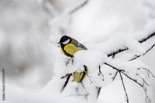 Close up of Great tit (Parus major) in nature