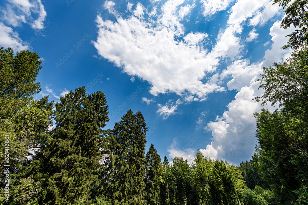 Pine and larch forest in summer, evergreen trees on a blue sky with clouds, Alps, Trentino Alto Adige, Italy, south Europe