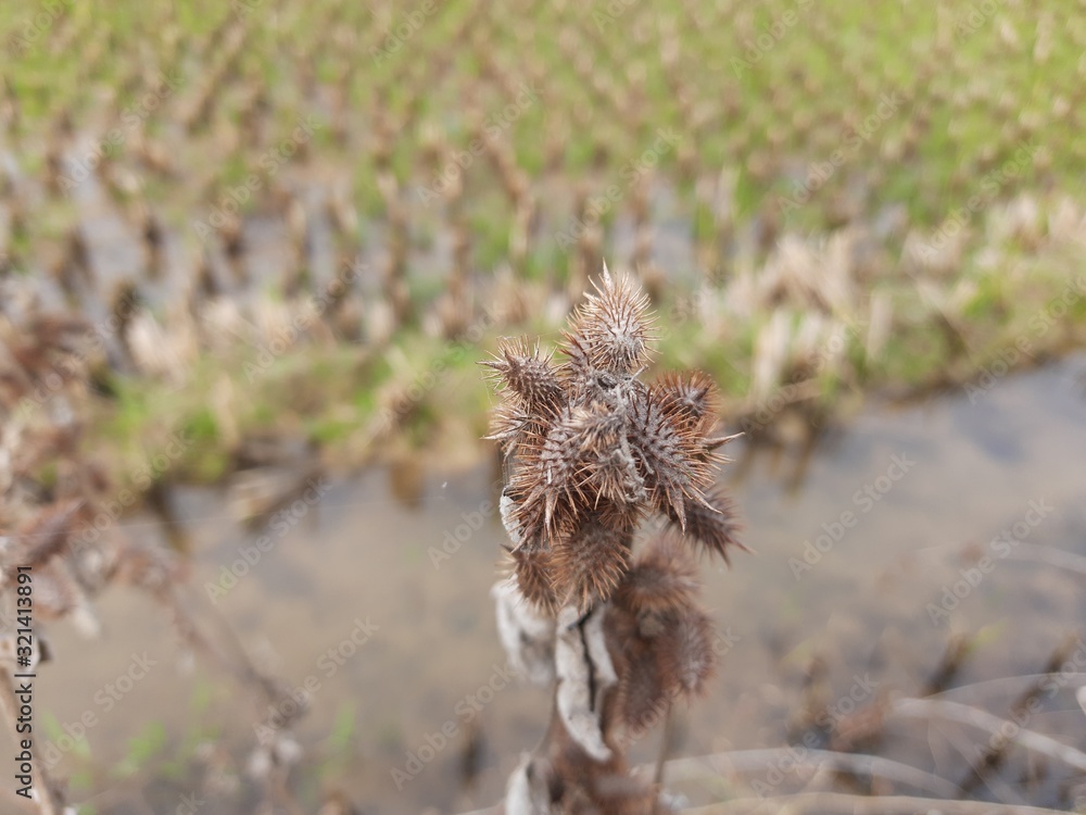 Obraz premium Xanthium strumarium (rough cocklebur,clotbur, common cocklebur, large cocklebur, woolgarie bur) is a species of annual plants of the family asteraceae.This plant has many medicinal properties.