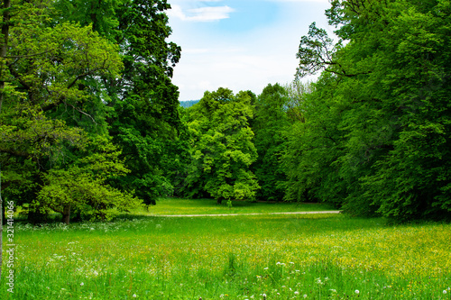Meadow with green grass and trees in Zamecky Park in Hluboka Castle (Hluboka nad Vltavou, Czech Republic) during spring season photo