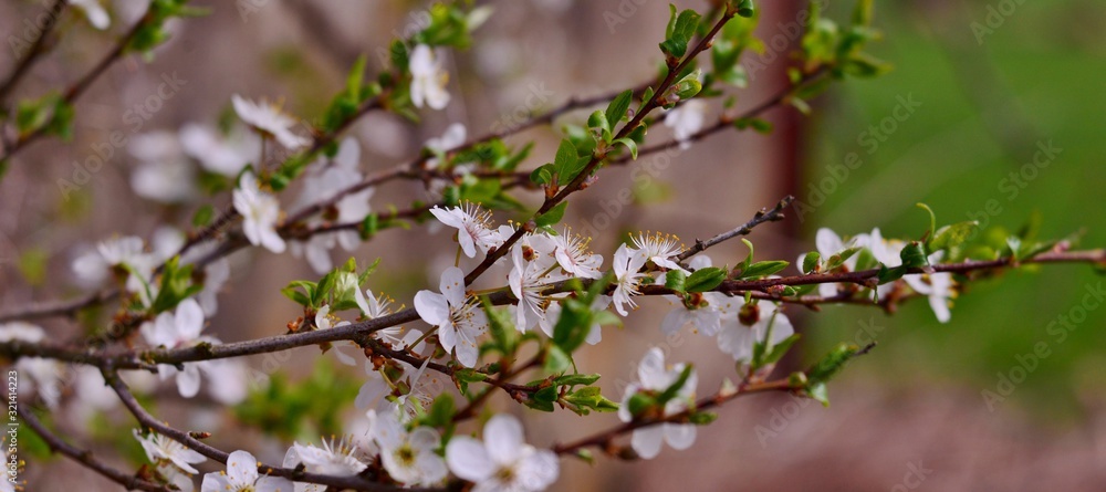 Obraz premium cherry blossom in spring