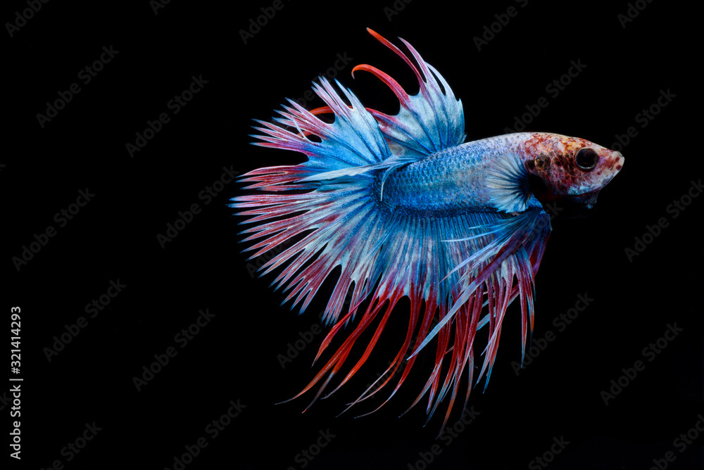 halfmoon betta fish, siamese fighting fish, betta splendens halfmoon betta fish, siamese fighting fish, betta splendens