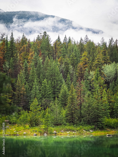 Forest colors