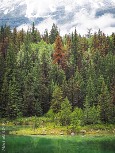 Forest colors