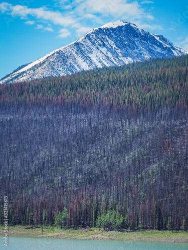 Burnt forest