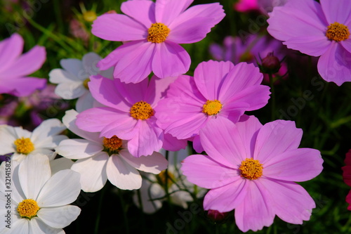 purple flowers in the garden