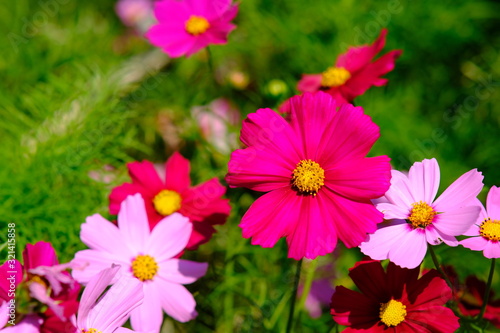 pink flowers in the garden