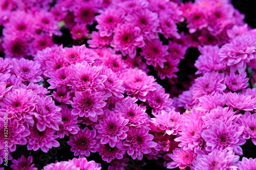 purple flowers in the garden