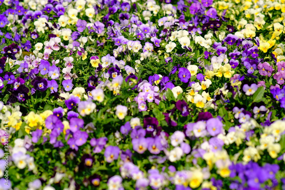 Obraz premium purple flowers in the garden
