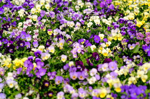 purple flowers in the garden