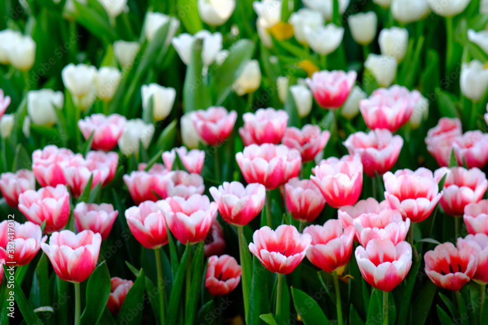 Beautiful nature of tulip flower at summer or spring seasonal landscape. Natural view of tulip flowers bloom in garden background