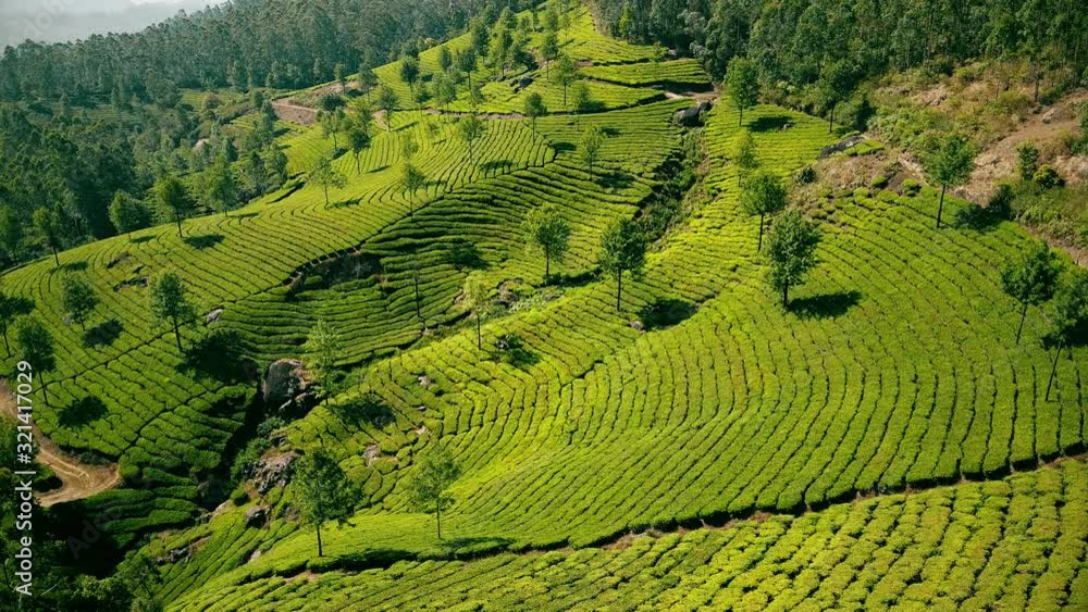 Tea plantations in Munnar, Kerala, India. Beautiful views of green hills with blue sky. Tea plantations in Munnar, Kerala, India. Beautiful views of green hills with blue sky.
