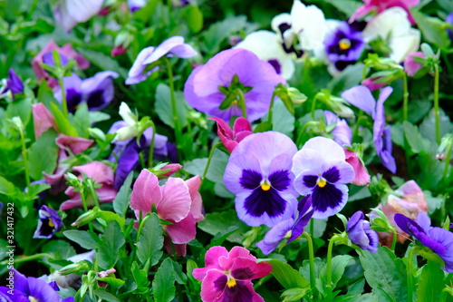 purple flowers in the garden