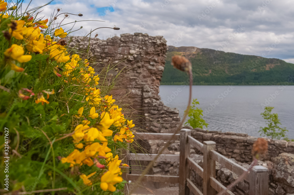 Yellow flowers with the ruins of Urquhart Castle and Loch Ness behind. Concept: Scottish historic sites, archaeological sites, Scottish nature colors