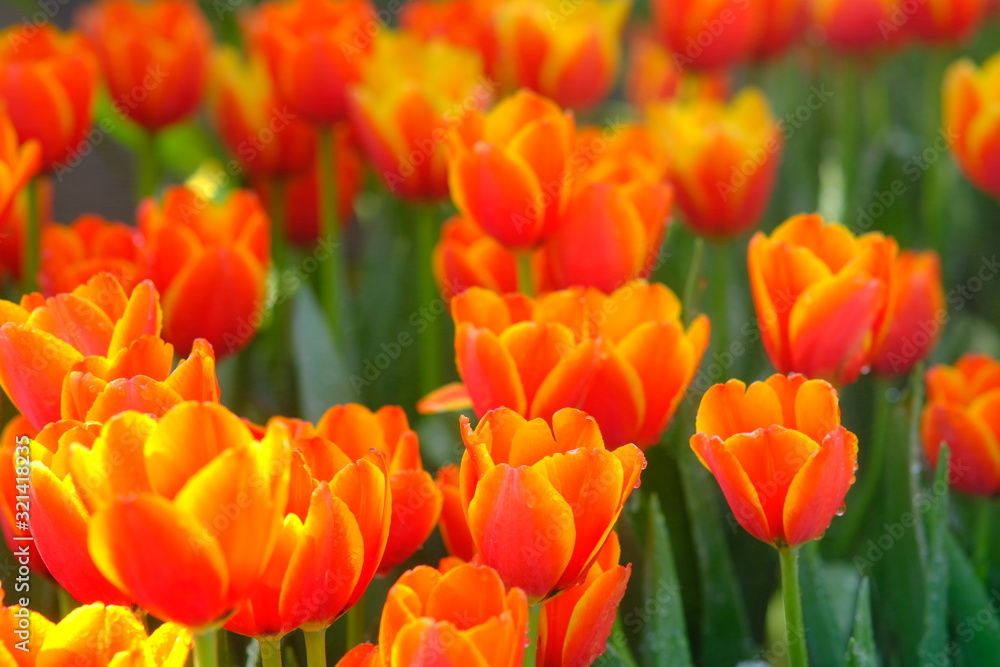 Close up nature view of beautiful tulips blooming in garden background