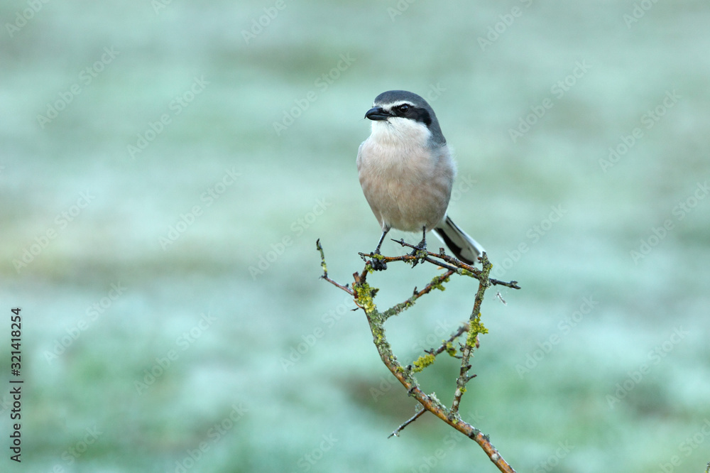 Southern grey shrike with the first lights of the day, birds, Lanius meridionalis Southern grey shrike with the first lights of the day, birds, Lanius meridionalis
