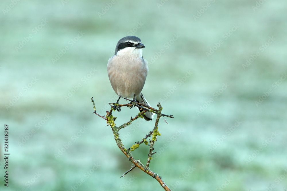 Obraz premium Southern grey shrike with the first lights of dawn, birds, Lanius meridionalis
