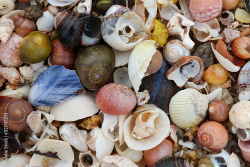 Konstfotografi Heap shells of molluscs on the beach at low tide
