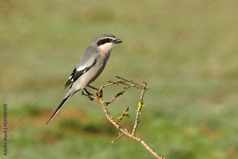Southern grey shrike with the first lights of the day in their usual branches, birds, shrike, , Lanius meridionalis Southern grey shrike with the first lights of the day in their usual branches, birds, shrike, , Lanius meridionalis