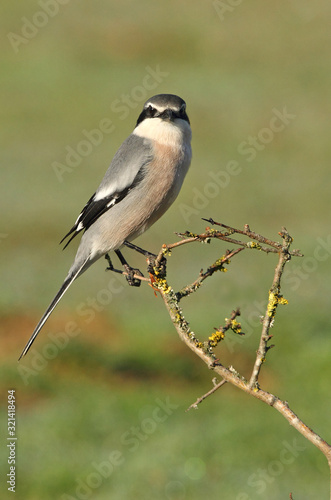 Southern grey shrike with the first lights of the day, birds, Lanius meridionalis