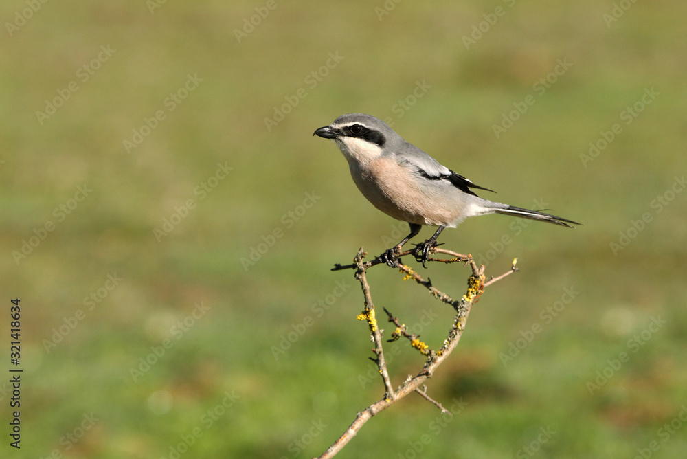 Southern grey shrike with the first lights of the day in their usual branches, birds, shrike, , Lanius meridionalis Southern grey shrike with the first lights of the day in their usual branches, birds, shrike, , Lanius meridionalis
